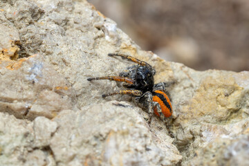 Beautiful Jumper spider - Philaeus chrysops, beautiful small jumping spider from Euroasian open and warm areas, Mikulov, Czech Republic.