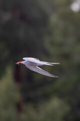 Common Tern in full speed with fish