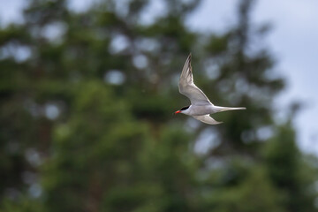 Common Tern in full speed