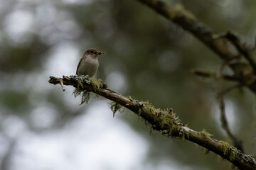 sparrow on a branch