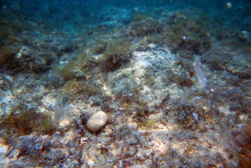 Lavezzi Island, Corsica, France - 24 July 1986: a very clear sea of ​​a magnificent blue between the rocks smoothed by the wind and water on this island located in the Strait of Bonifacio in southern 