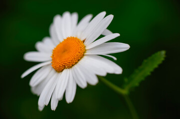 Obraz premium Beautiful daisy flower close-up on a dark green background . High quality photo