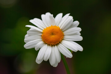Fototapeta premium Beautiful daisy flower close-up on a dark green background . High quality photo