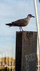 Vieux port de La Rochelle, en fin d'après-midi