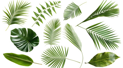 set of green leaves isolated png transparent background