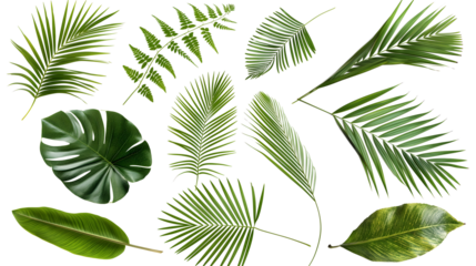 set of green leaves isolated png transparent background