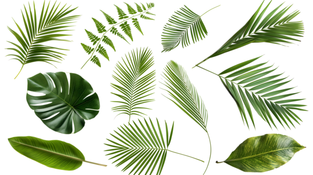 set of green leaves isolated png transparent background