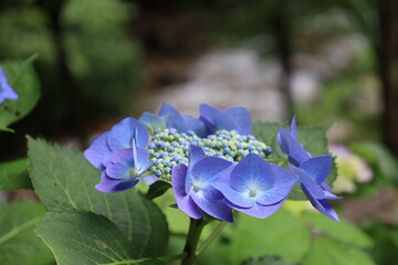 紫陽花