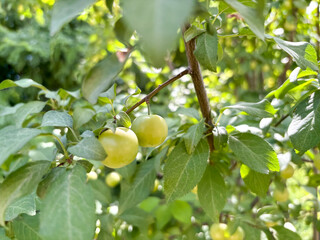 Yellow cherry plum ripens on the tree. Cherry plum - small fruits on branches. Summer is the season of fruits in the garden.