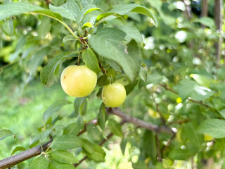 Yellow cherry plum ripens on the tree. Cherry plum - small fruits on branches. Summer is the season of fruits in the garden.