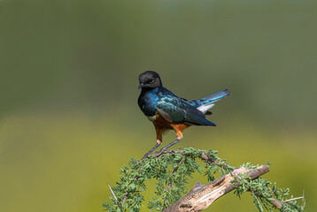 African starling Kenya Masai mara wildernes