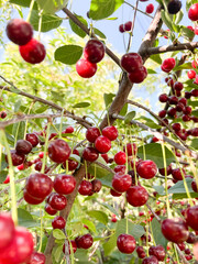 Ripe cherries. Bright cherry berries against the background of green foliage. The cherry harvest is ripe on the tree.