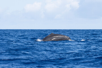 Obraz premium Sperm whales in Azores, whale watching in Azores. A whale's back partially visible above the ocean surface, with blue water and a cloudy sky