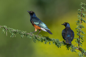 Fototapeta premium African starling Kenya Masai mara wildernes