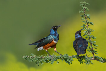 African starling Kenya Masai mara wildernes