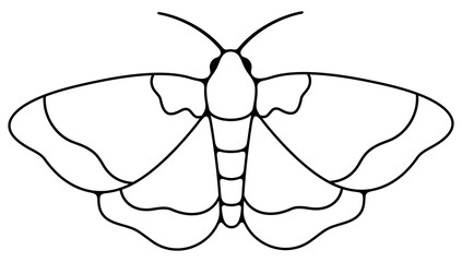Striped nocturnal moth, butterfly and moth. Flying insects, nature, entomology and entomological, illustration
