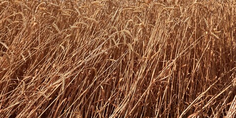 wheat growing in a field on a farm