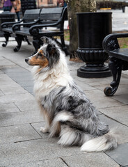 Shetland Sheepdog