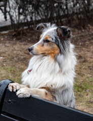 Fototapeta premium Shetland Sheepdog