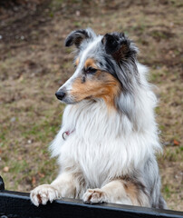 Shetland Sheepdog