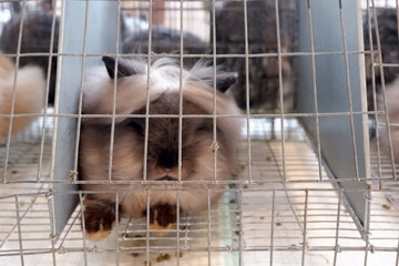 a fluffy gray and white Lionhead rabbit in a cage, blurred image of a rabbit