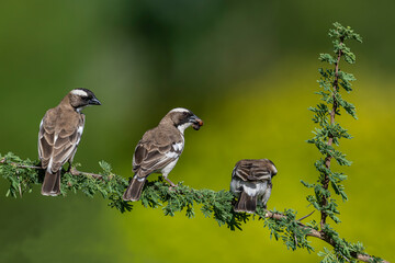 Africa-Kenya; White-browed sparrow weaver bird on tree branch.
