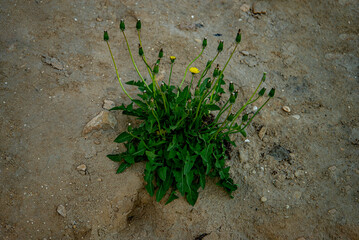 Одуванчики