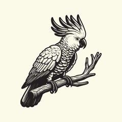 Cockatoo parrot on a branch. Vintage black engraving vector illustration. Line art, isolated object, cut out