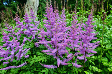 Astilbe flower in the botanical garden in Prague