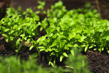 green fresh parsley on a bed in a natural environment in the sun's rays