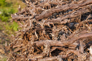 Branches of grape vine outdoor