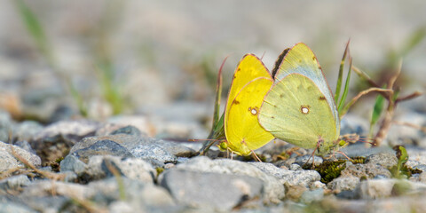 Clouded sulfur butterflies mating on a blurred background