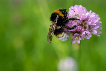 close-up of a bumblebee on carnation flower (Armeria maritima)