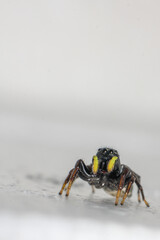 Jumping spiders (Heliophanus) on a white background