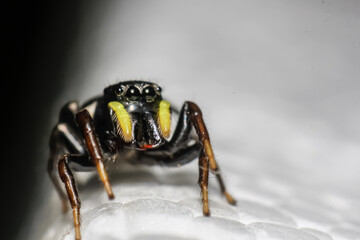 Jumping spiders (Heliophanus) on a white background