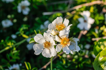 Rosa laevigata group blooming in the garden