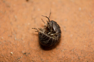 Common rough woodlouse or sow bug, Porcellio scaber, crawling amongst leaf litter
