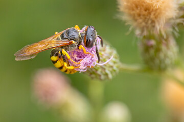 Taszczyn pszczeli, wilk pszczeli (Philanthus triangulum) © Grzegorz