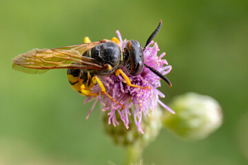 Taszczyn pszczeli, wilk pszczeli (Philanthus triangulum) © Grzegorz