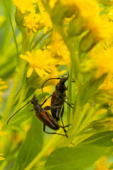 Para strangalii czarniawej (Stenurella melanura)