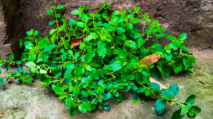 The Central Florida region has a faint minty aroma