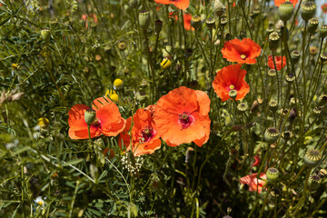 Summer colorful meadow