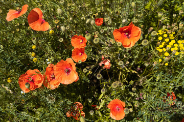 Summer colorful meadow