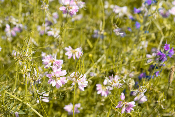 Summer colorful meadow