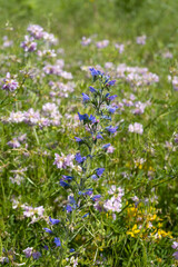 Summer colorful meadow