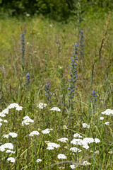 Summer colorful meadow