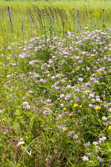 Summer colorful meadow