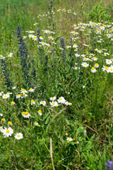 Summer colorful meadow