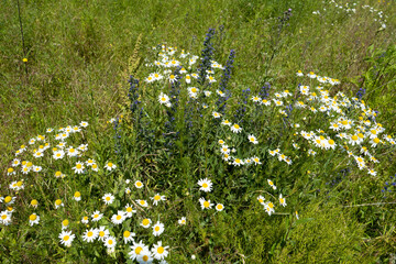 Summer colorful meadow