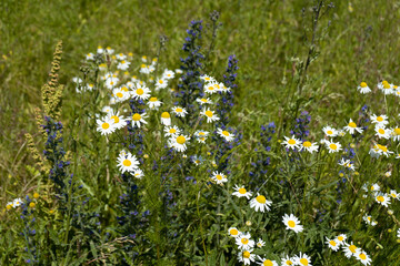Summer colorful meadow